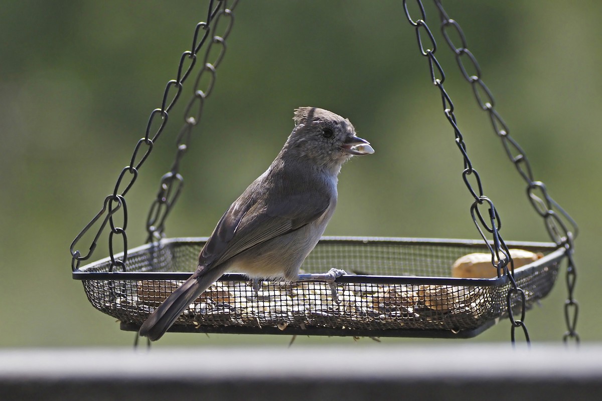 Oak Titmouse - ML643052009