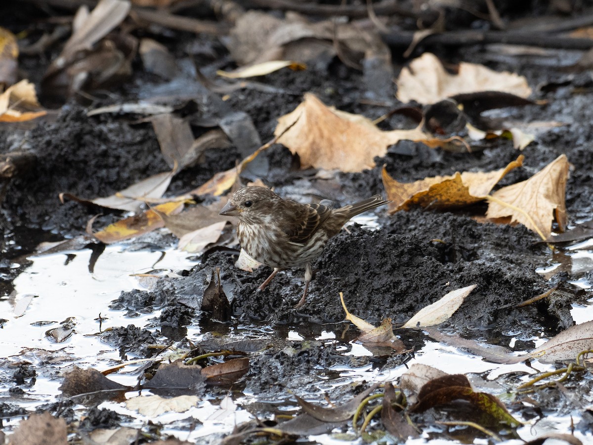 hýl nachový - ML643052043