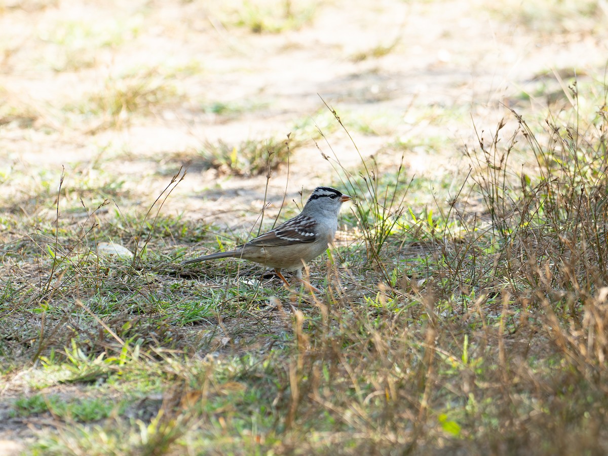 strnadec bělopásý - ML643052052