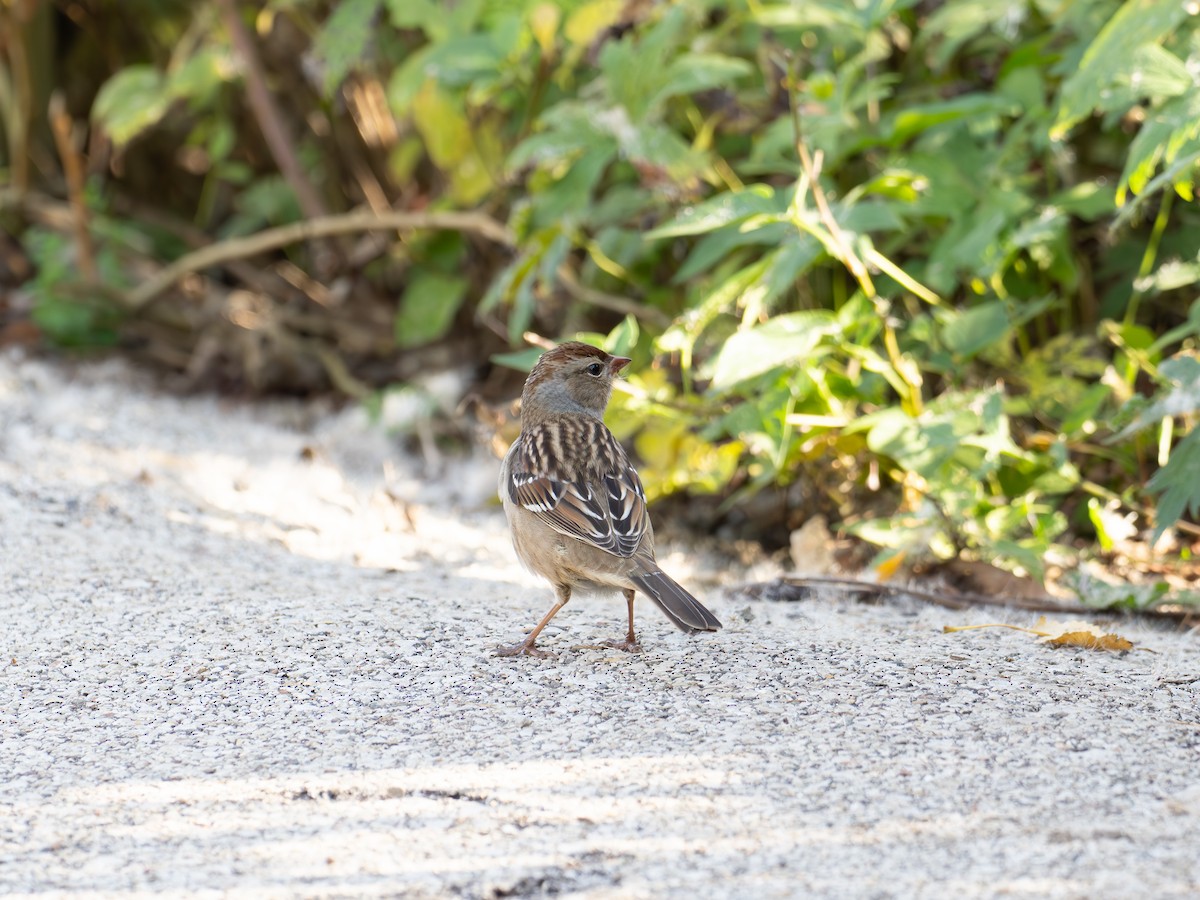 strnadec bělopásý - ML643052053