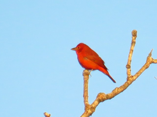 Summer Tanager - ML643052059