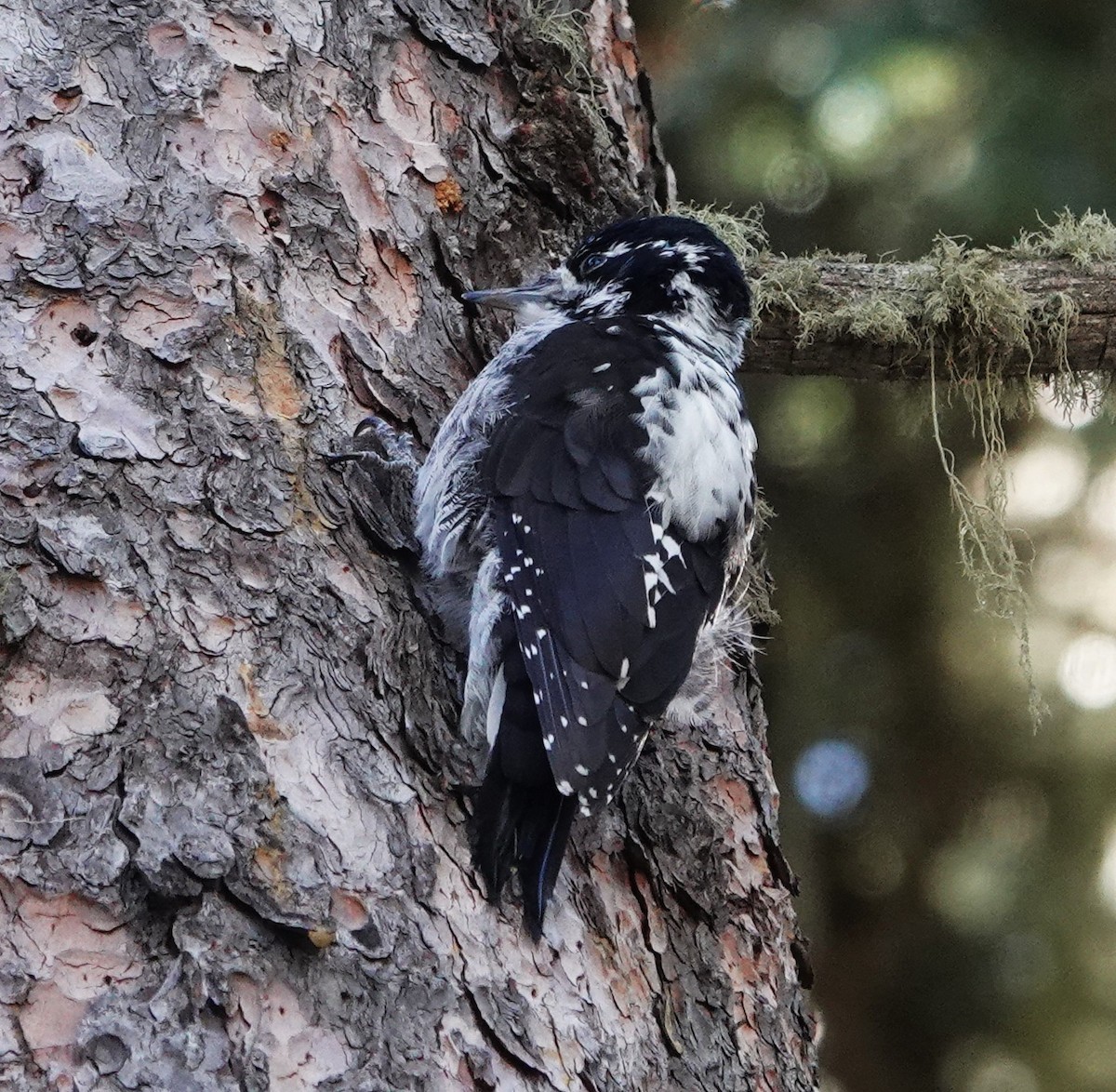 American Three-toed Woodpecker - ML643052060