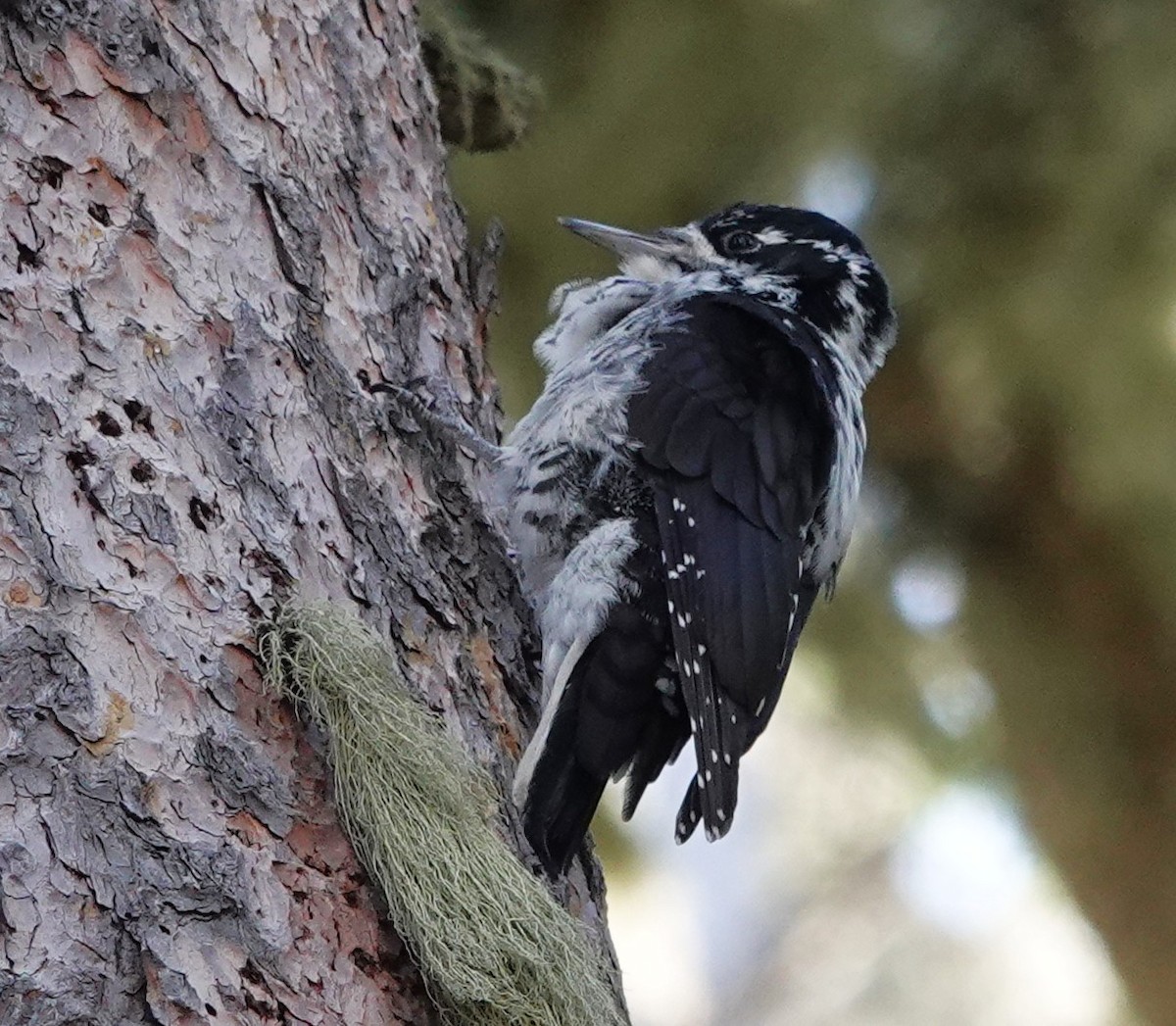 American Three-toed Woodpecker - ML643052065