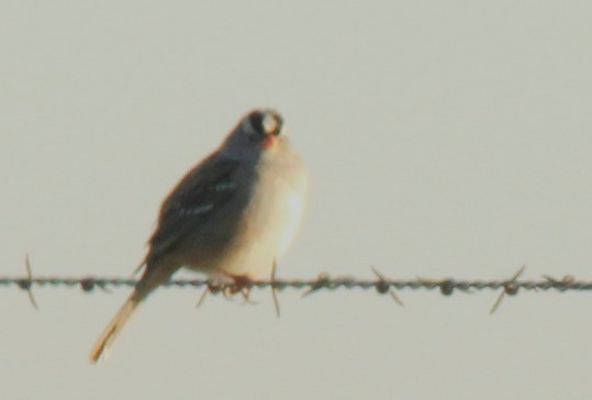 White-crowned Sparrow - ML643052069