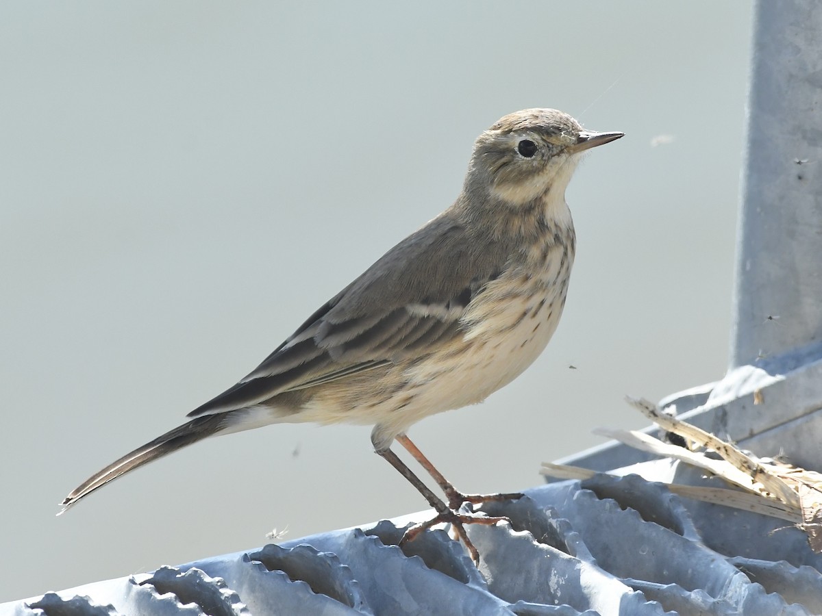 American Pipit - ML643052096