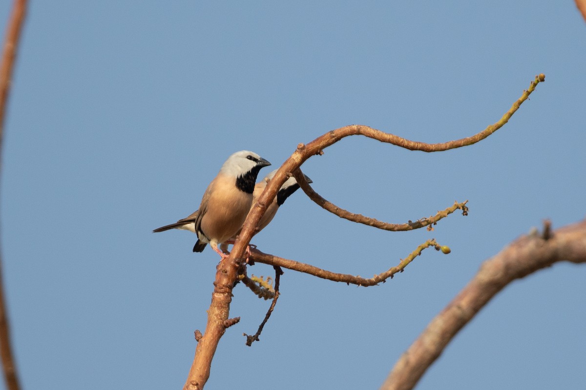 Black-throated Finch - ML643052117