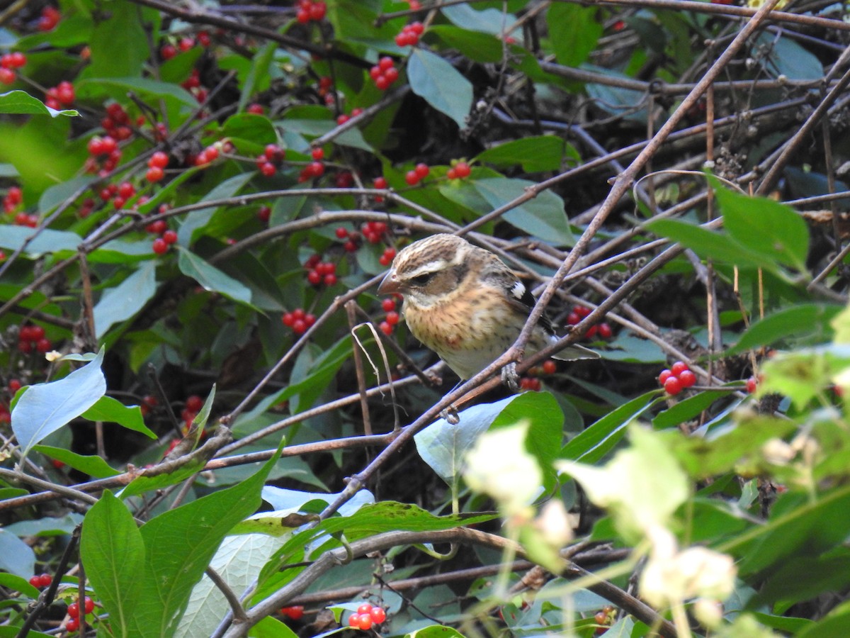 Rose-breasted Grosbeak - ML643052137