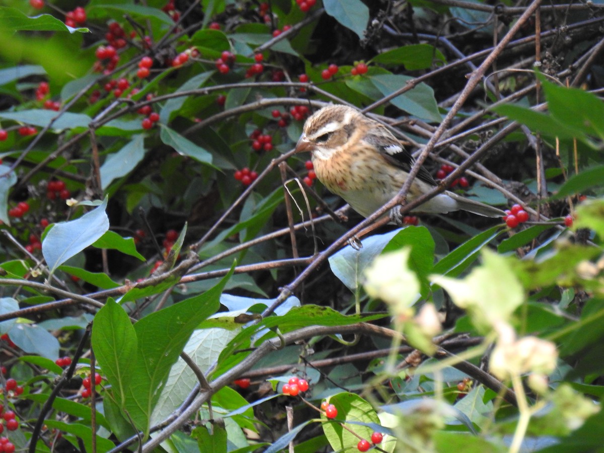 Rose-breasted Grosbeak - ML643052138