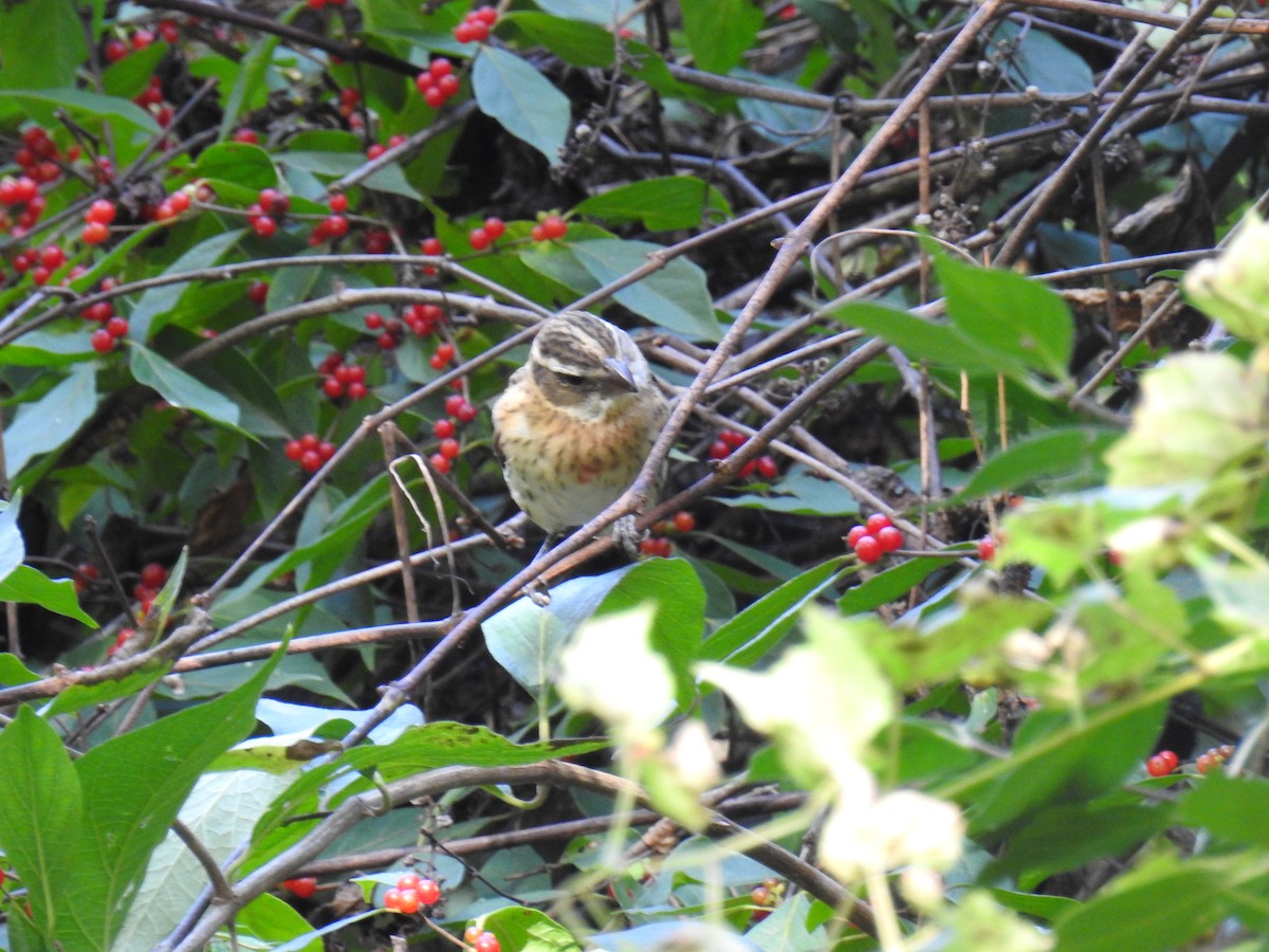 Rose-breasted Grosbeak - ML643052139