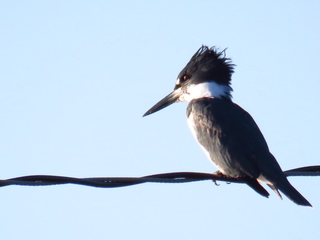 Belted Kingfisher - ML643052143