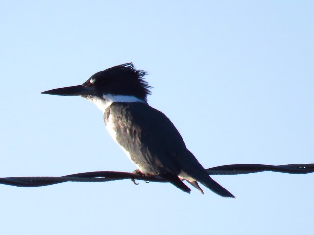 Belted Kingfisher - ML643052148