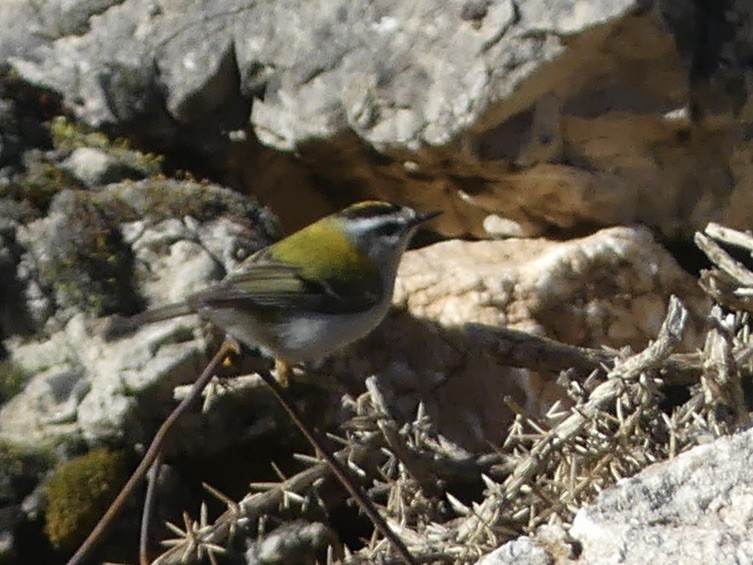 Common Firecrest - ML643052164