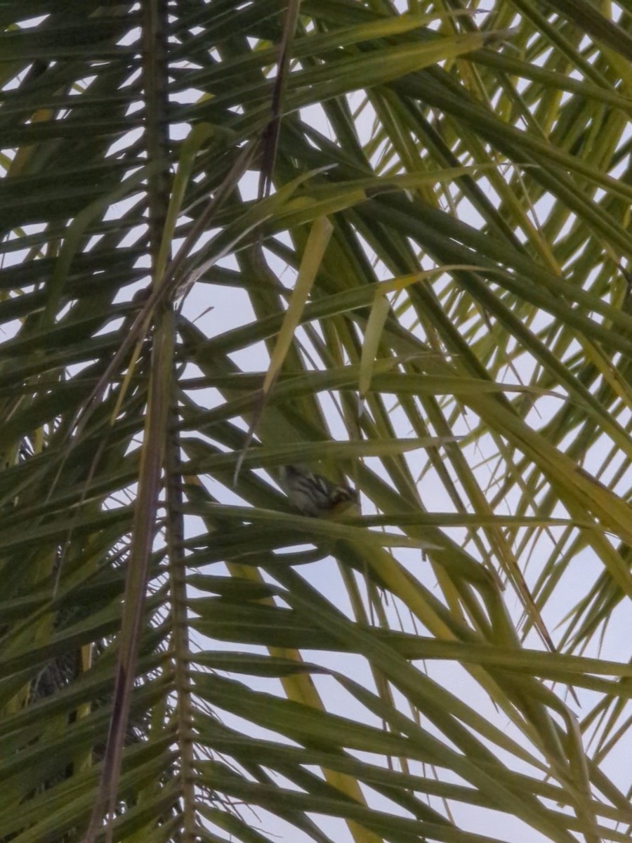 Sarı Gerdanlı Ötleğen - ML643052187