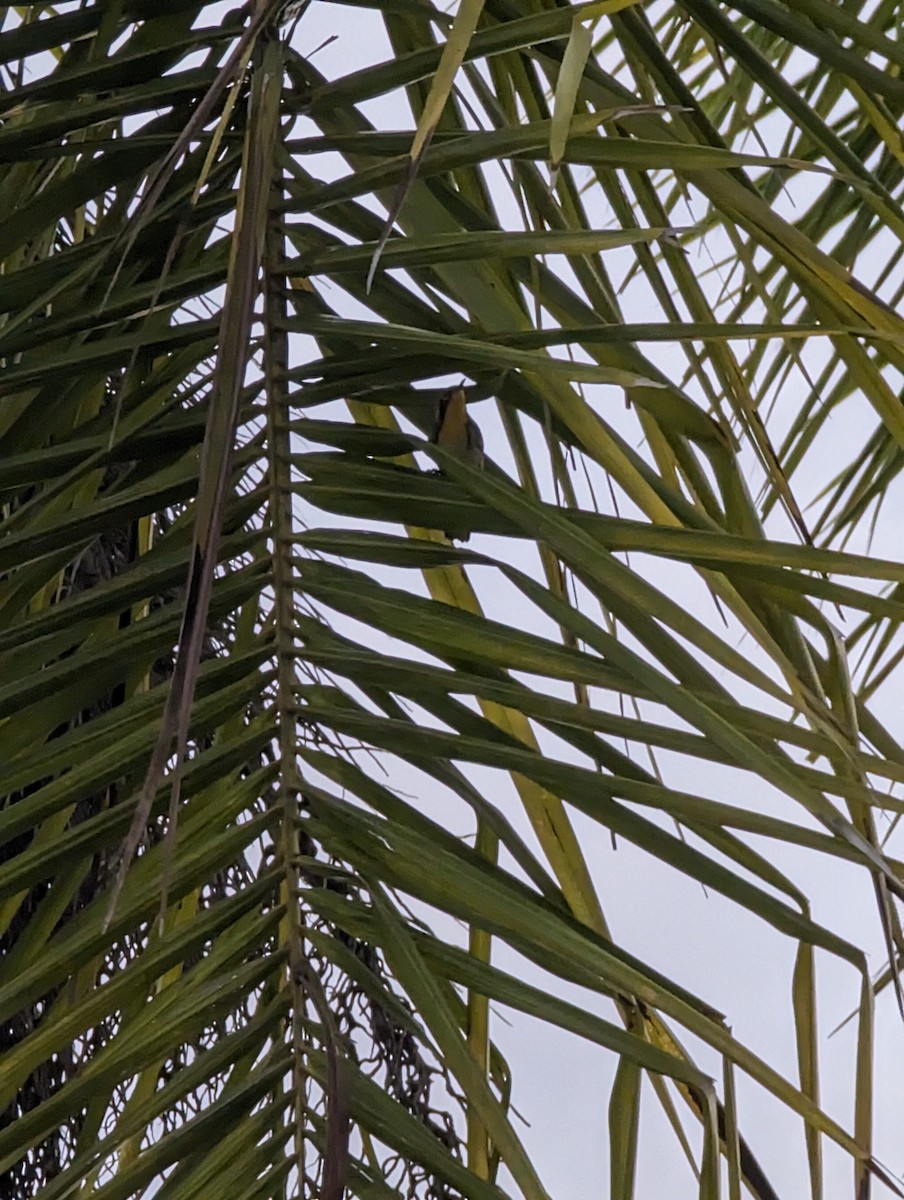 Sarı Gerdanlı Ötleğen - ML643052188