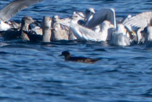 Short-tailed Shearwater - ML643052198