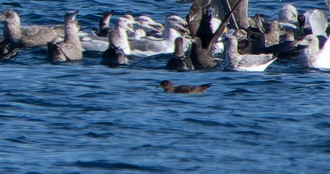 Short-tailed Shearwater - ML643052199