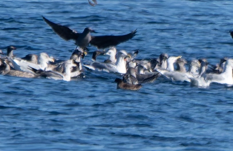 Short-tailed Shearwater - ML643052200