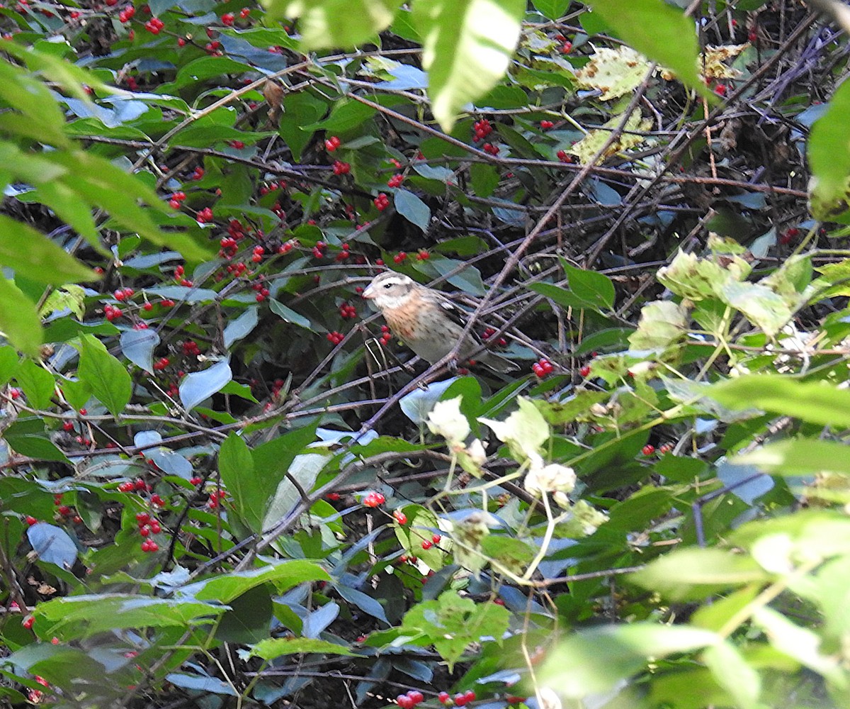 Rose-breasted Grosbeak - ML643052216