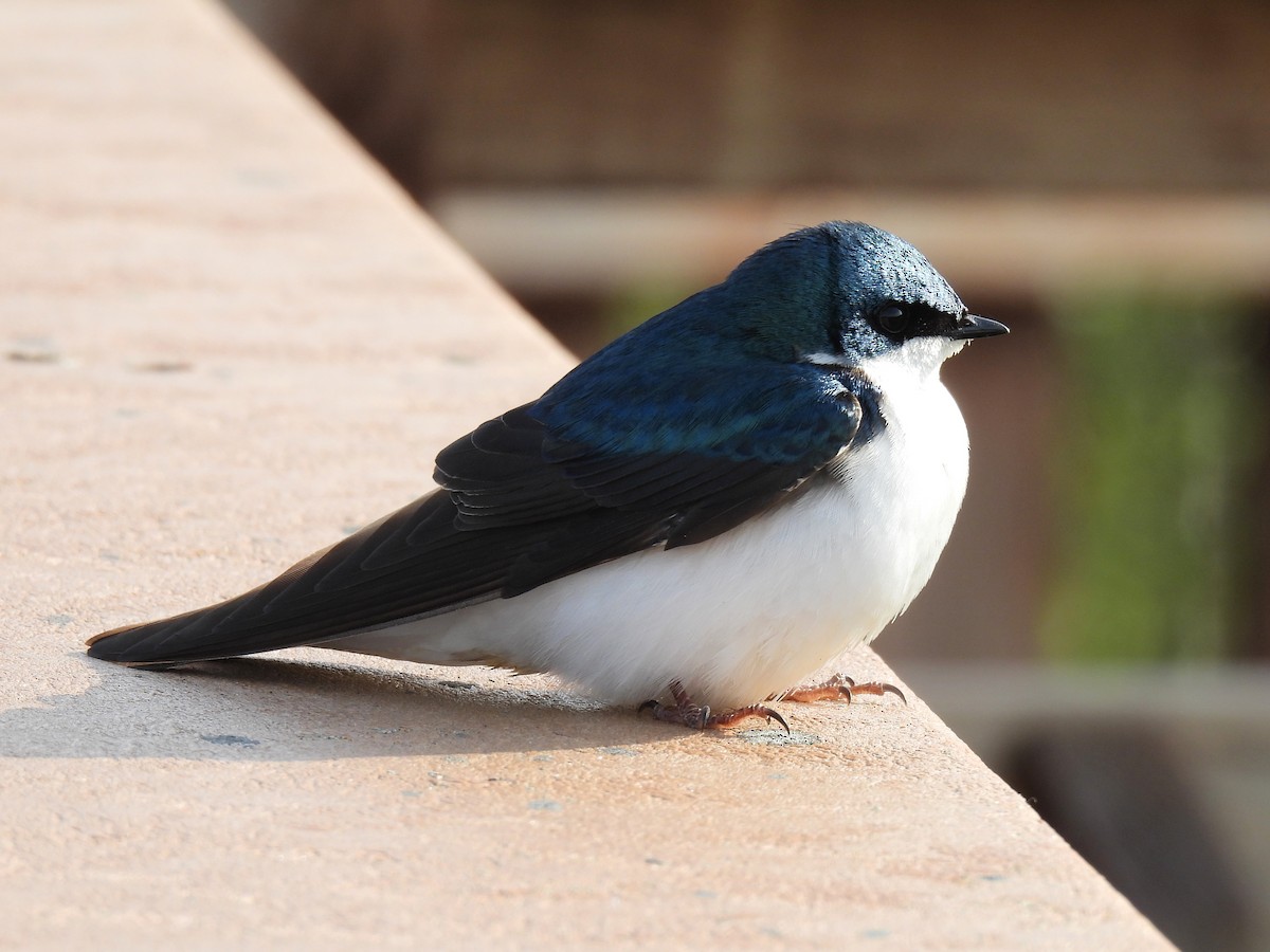 Tree Swallow - ML643052231