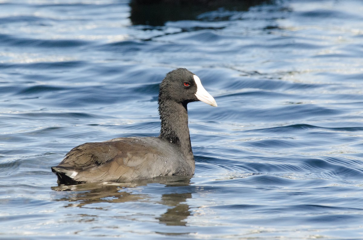 Foulque des Hawaï - ML643052282