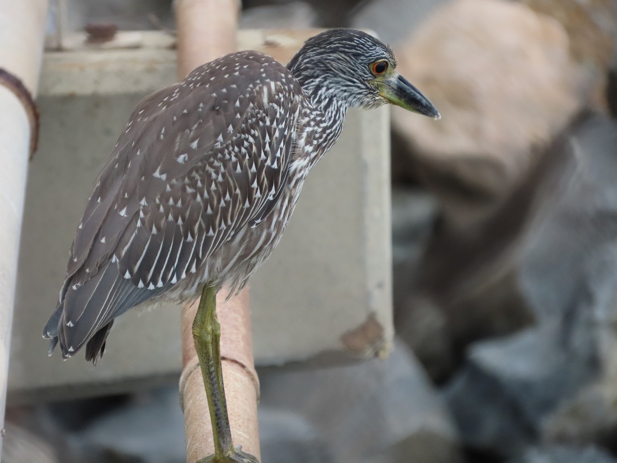 Yellow-crowned Night Heron - ML643052301