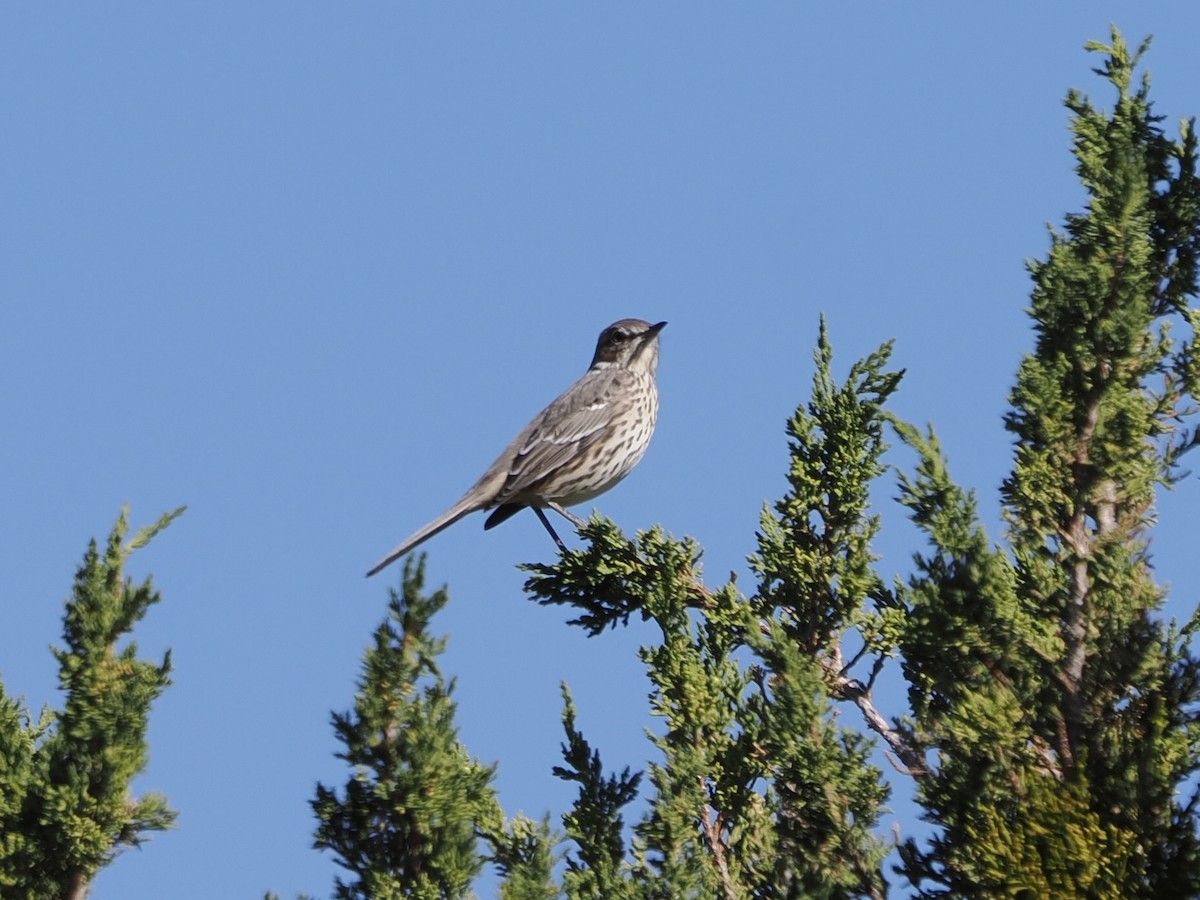 salviespottefugl - ML643052335