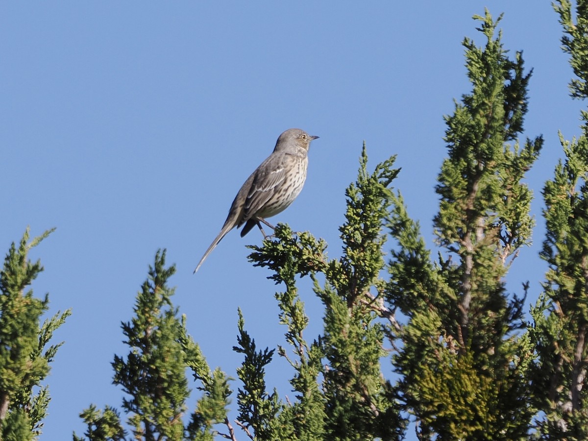salviespottefugl - ML643052336