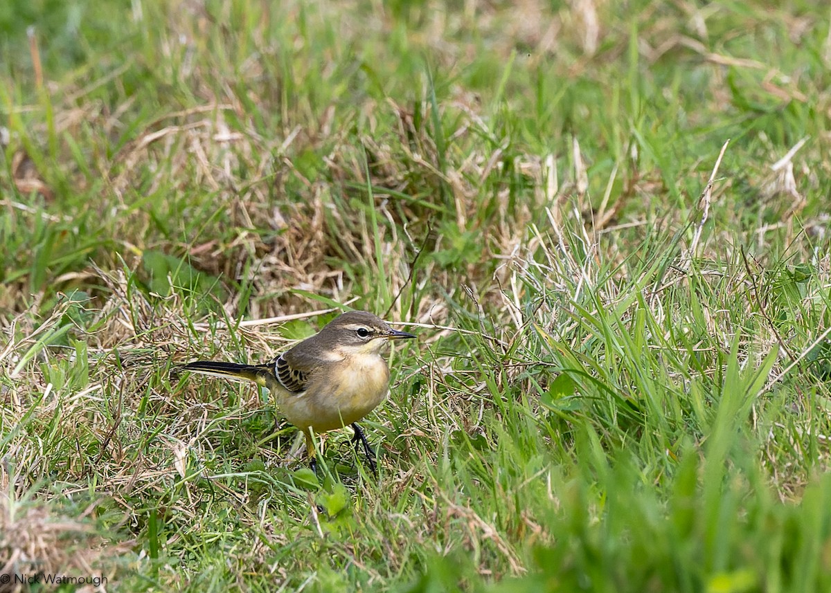 Western Yellow Wagtail - ML643052345