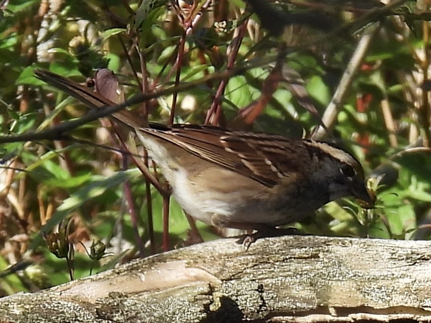 White-throated Sparrow - ML643052374