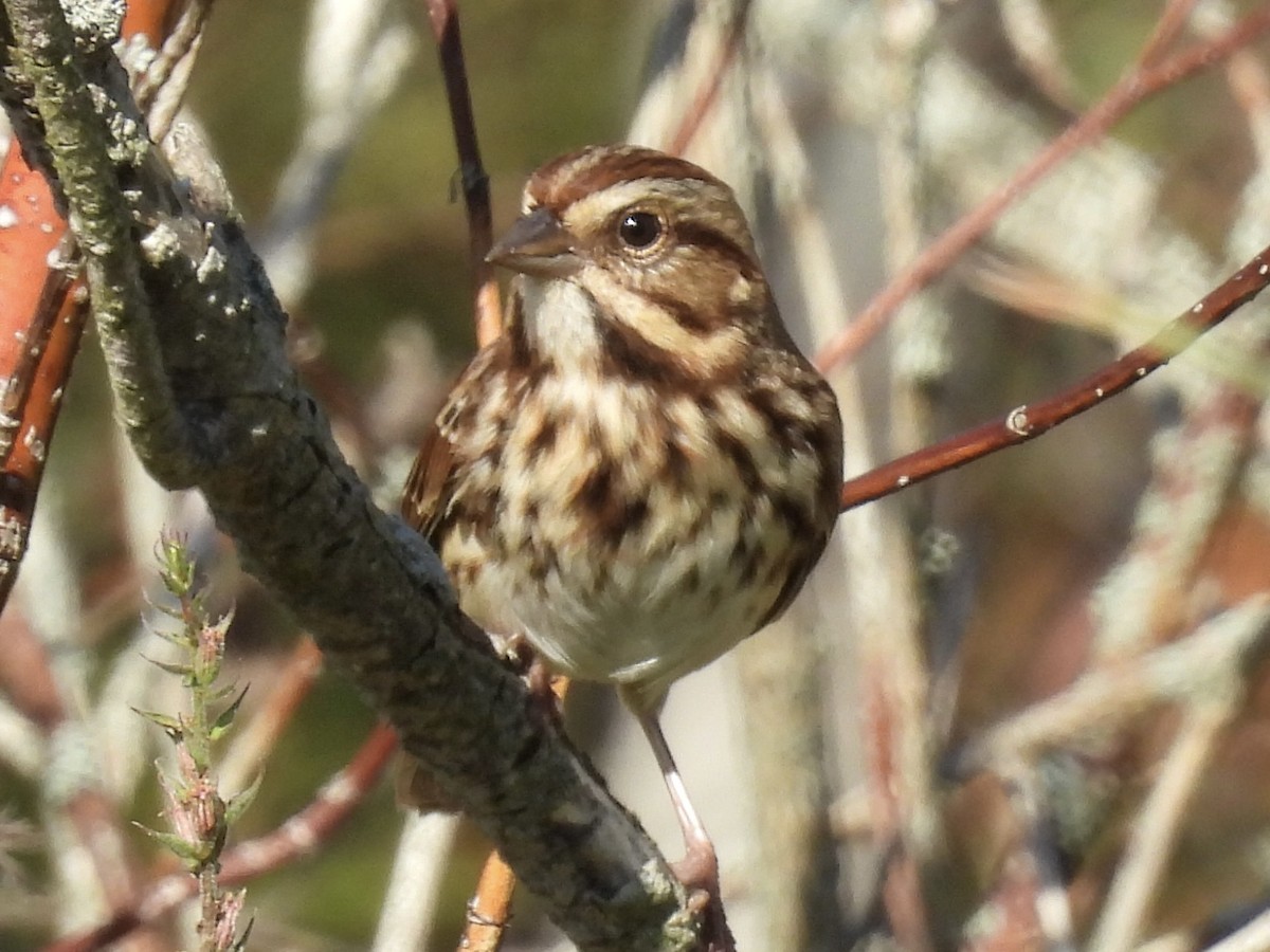 Song Sparrow - ML643052380