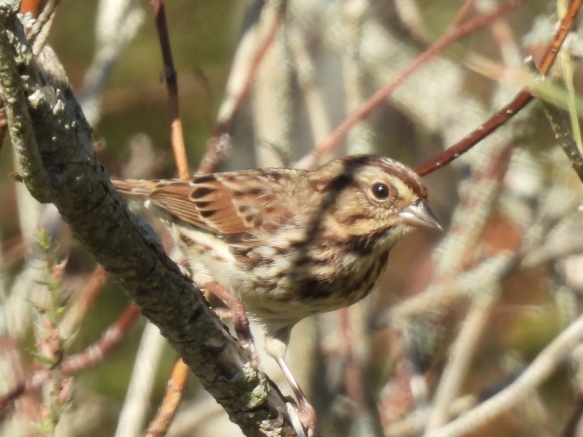 Song Sparrow - ML643052381