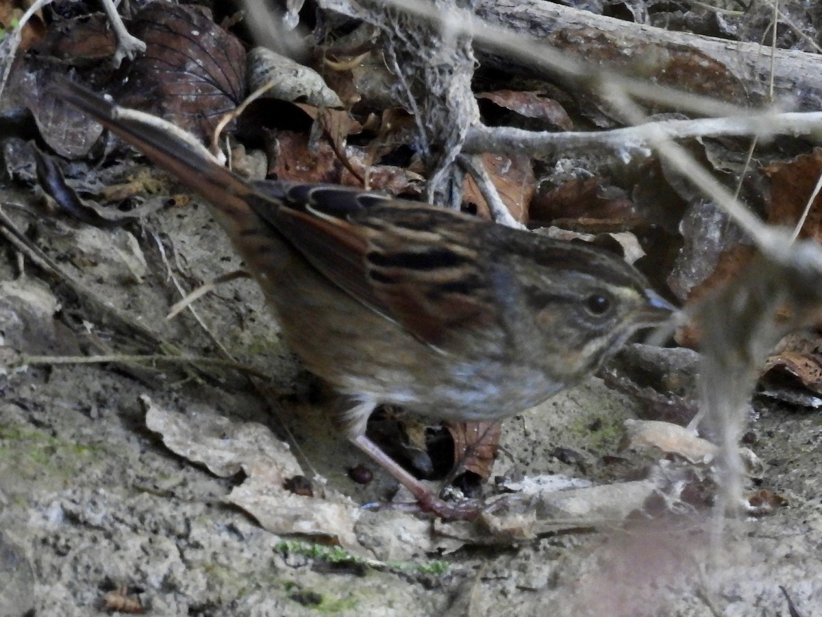 Swamp Sparrow - ML643052390