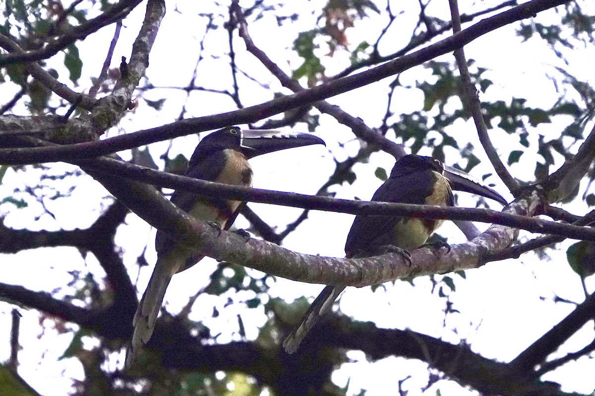Collared Aracari - ML643052395