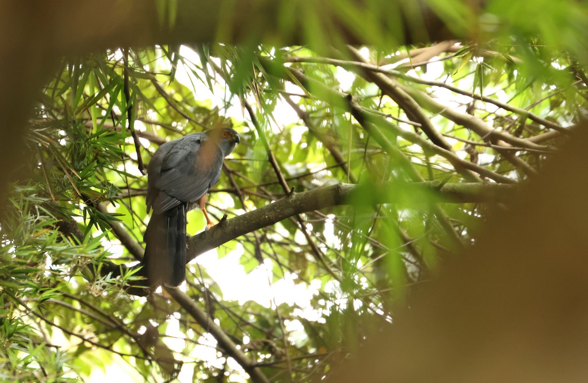Bicolored Hawk - ML643052406