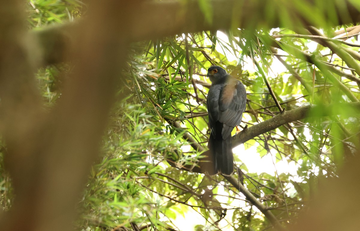 Bicolored Hawk - ML643052407