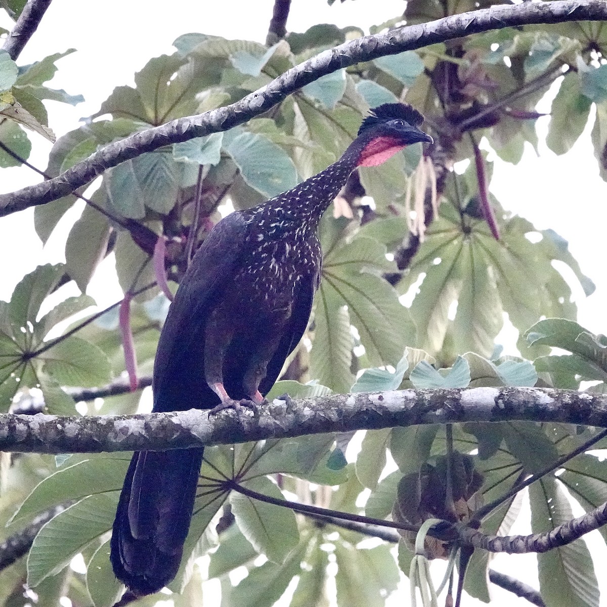 Crested Guan - ML643052417
