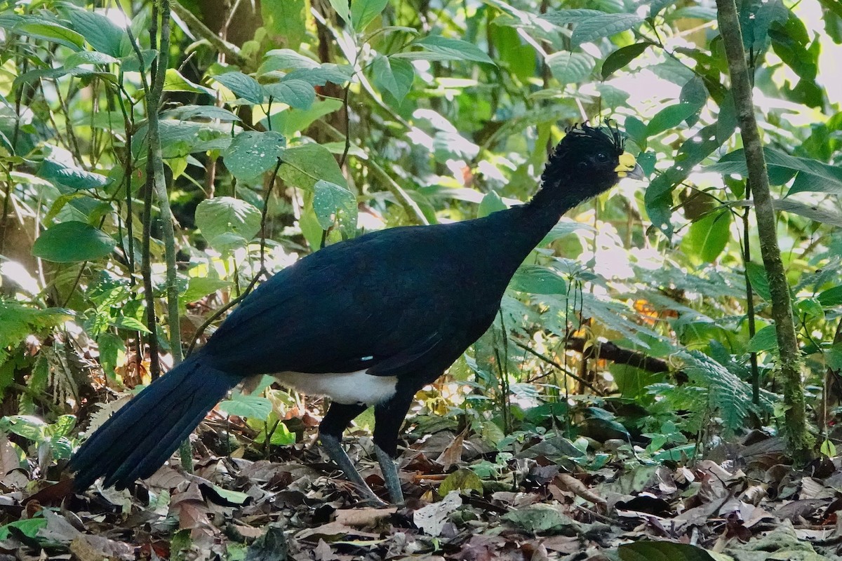 Great Curassow - ML643052428