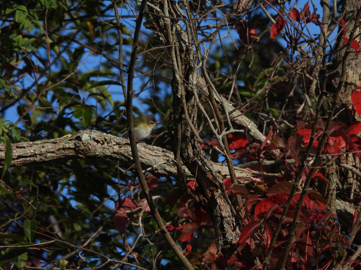 Red-eyed Vireo - ML643052430