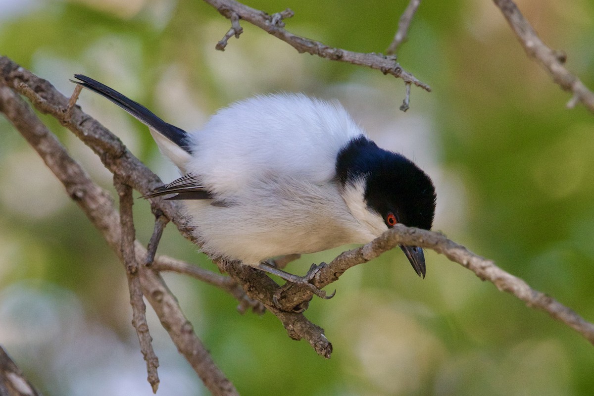 Black-backed Puffback - ML643052435