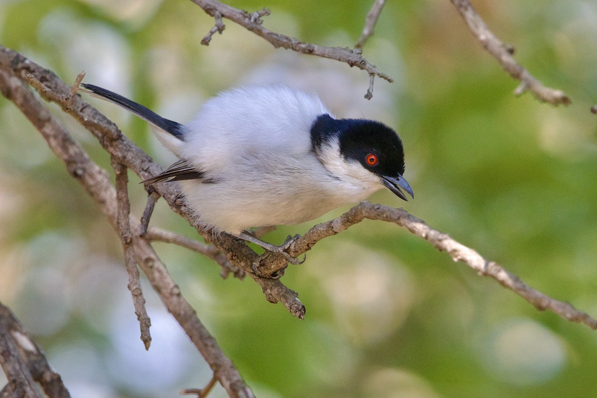 Black-backed Puffback - ML643052436