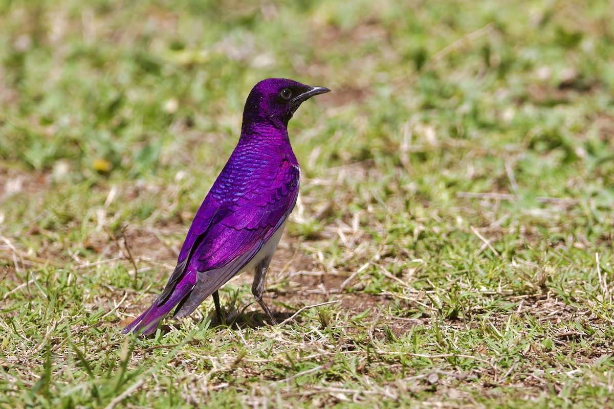 Violet-backed Starling - ML643052452
