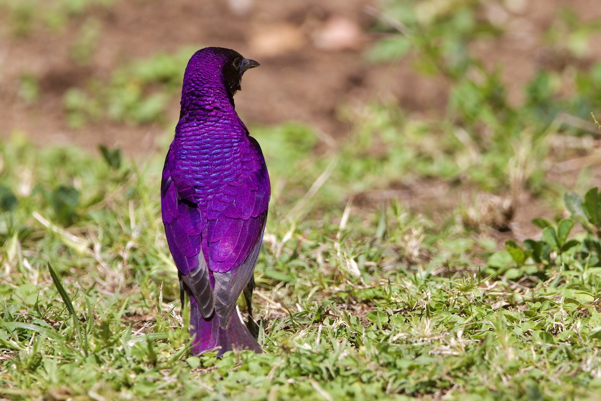 Violet-backed Starling - ML643052456
