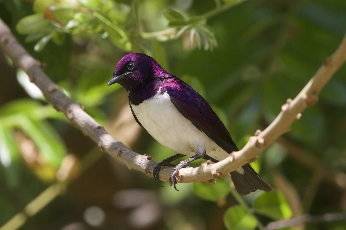 Violet-backed Starling - ML643052458