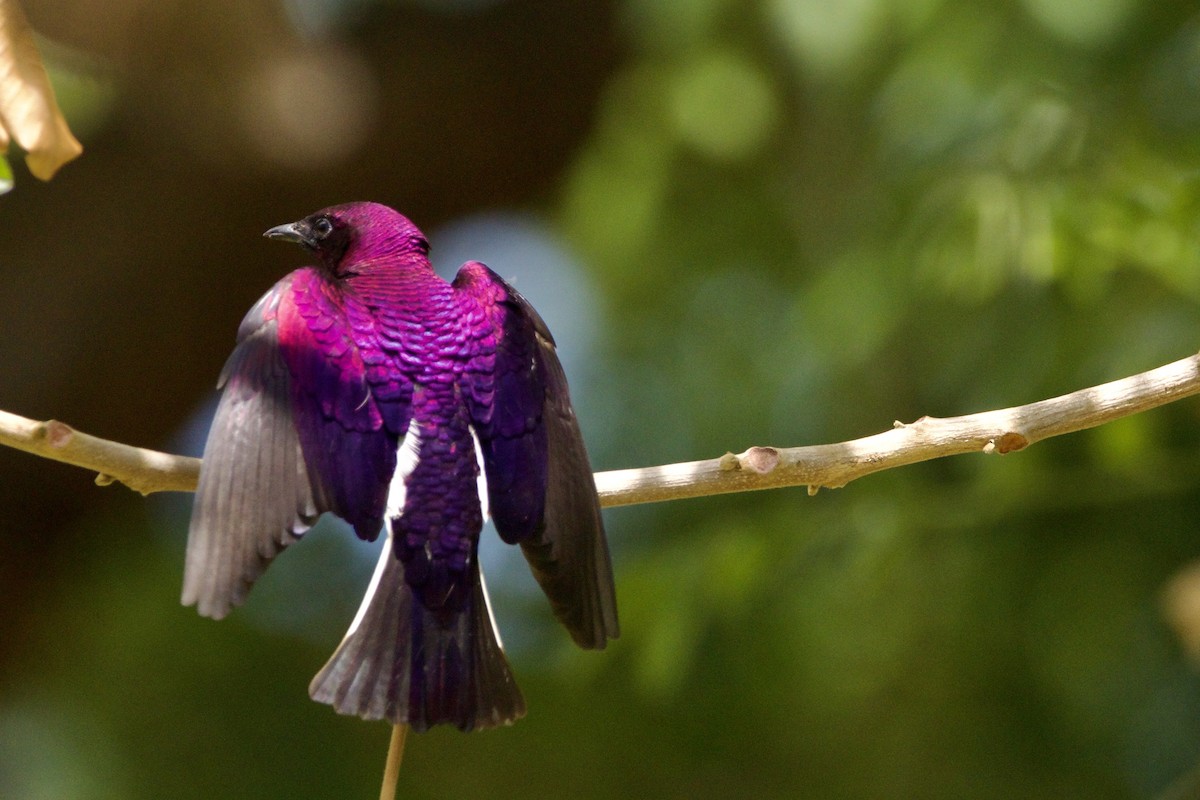 Violet-backed Starling - ML643052459