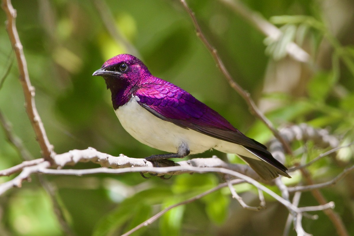 Violet-backed Starling - ML643052461
