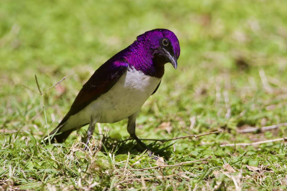 Violet-backed Starling - ML643052462