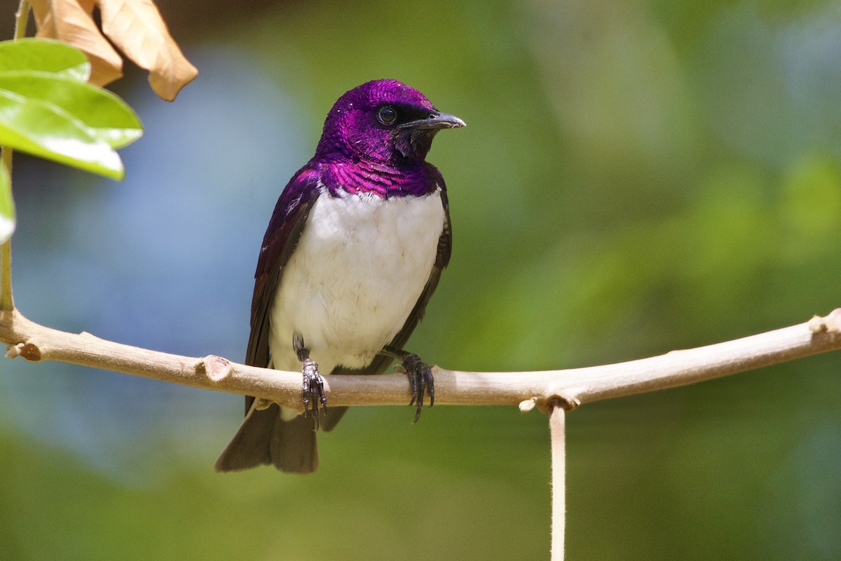 Violet-backed Starling - ML643052463