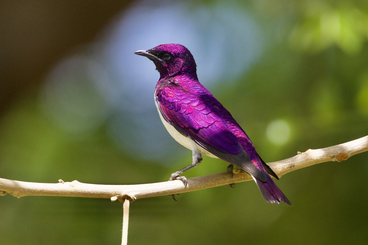 Violet-backed Starling - ML643052464