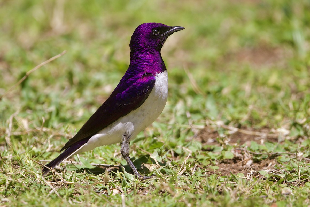 Violet-backed Starling - ML643052465