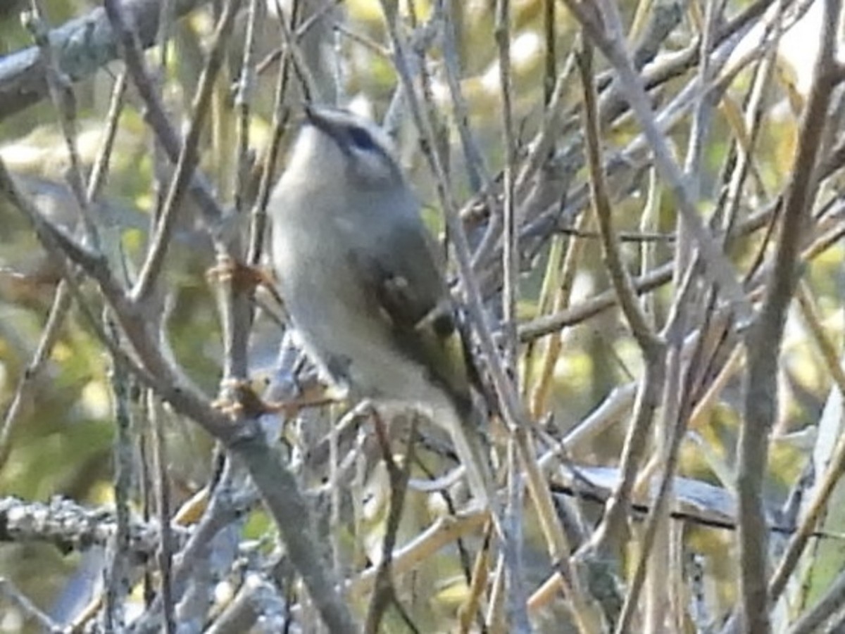 Golden-crowned Kinglet - ML643052478